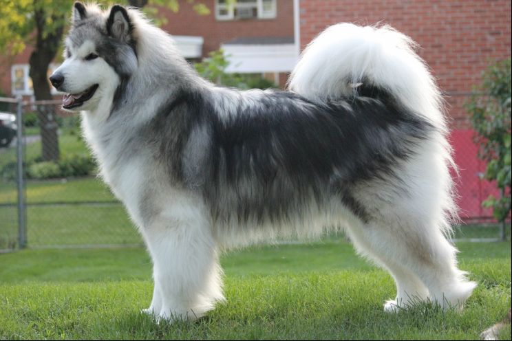 Malamute best sale short hair